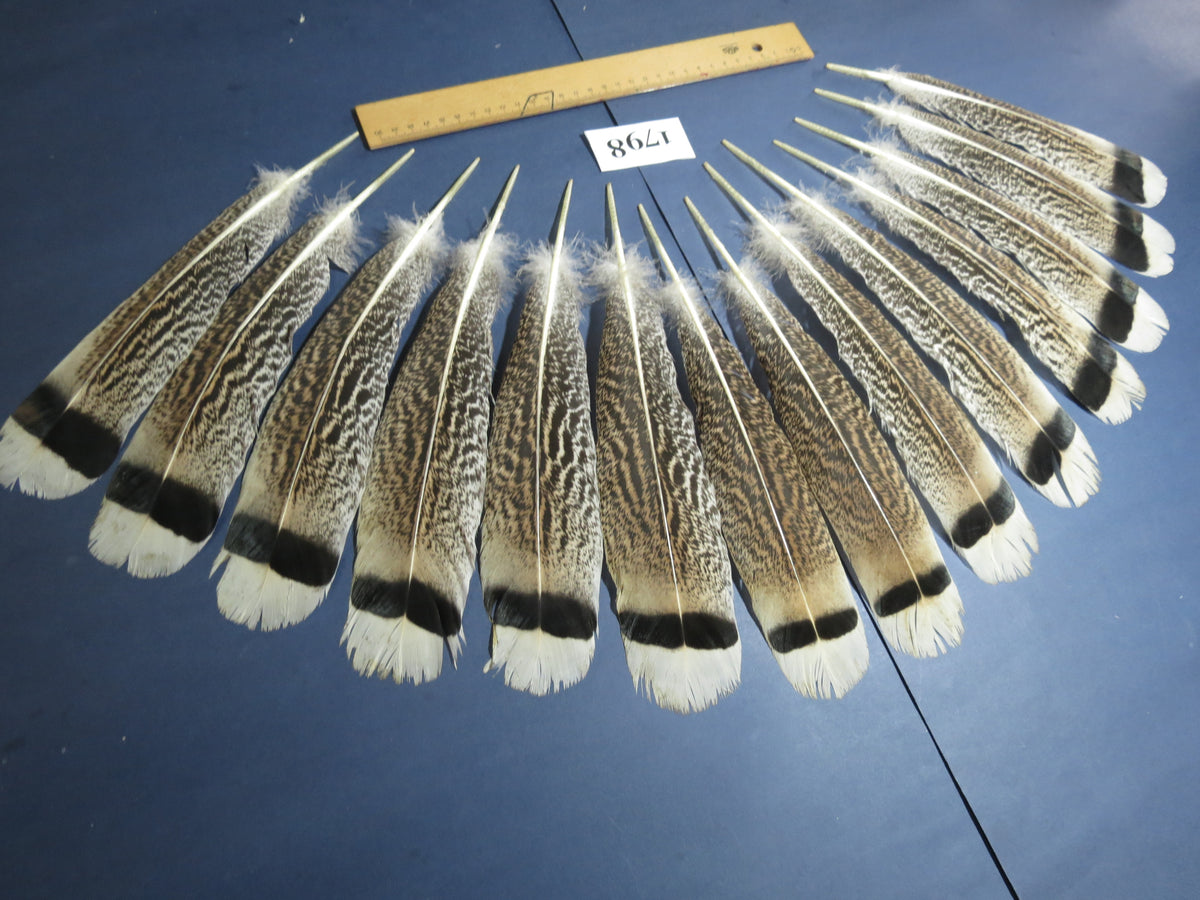 14 Pcs Natural Turkey Tail Feathers, Fly Tying Materials,Long Feathers. (1798)