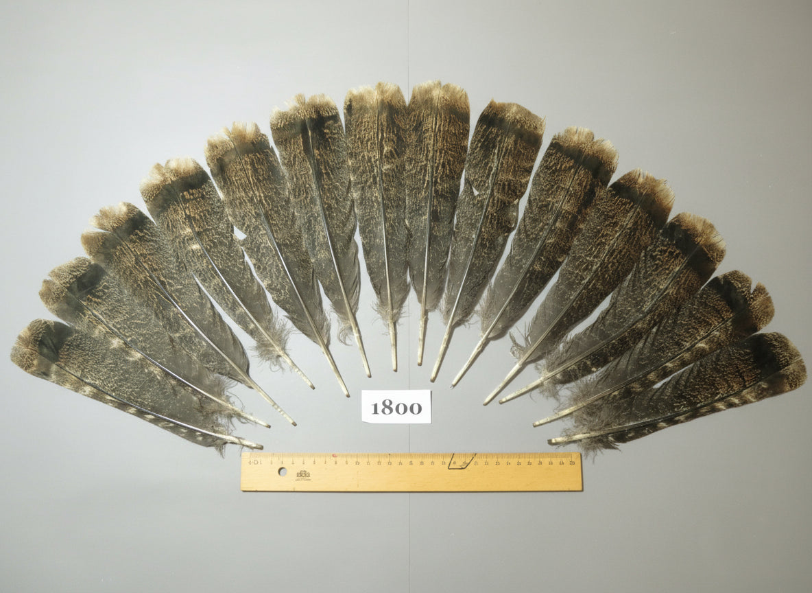 14 Pcs Natural Turkey Tail Feathers, Fly Tying Materials,Long Feathers. (1800)