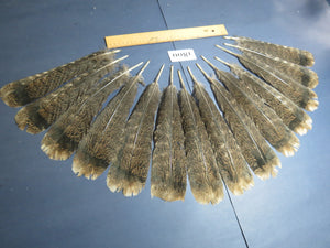 14 Pcs Natural Turkey Tail Feathers, Fly Tying Materials,Long Feathers. (1800)