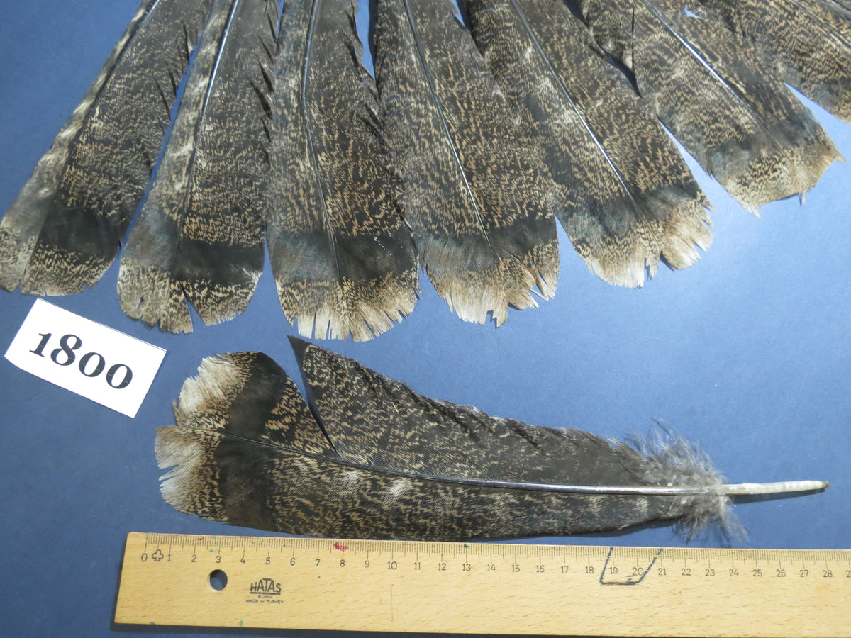 14 Pcs Natural Turkey Tail Feathers, Fly Tying Materials,Long Feathers. (1800)