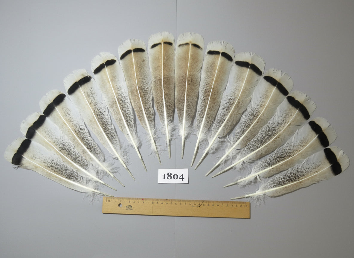 14 Pcs Natural Turkey Tail Feathers, Fly Tying Materials,Long Feathers. (1804)