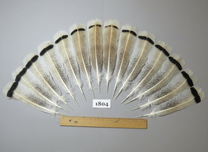 14 Pcs Natural Turkey Tail Feathers, Fly Tying Materials,Long Feathers. (1804)