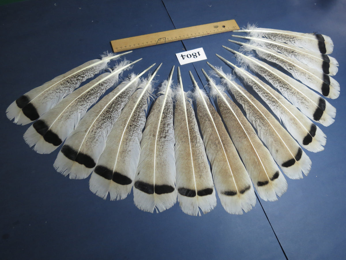14 Pcs Natural Turkey Tail Feathers, Fly Tying Materials,Long Feathers. (1804)