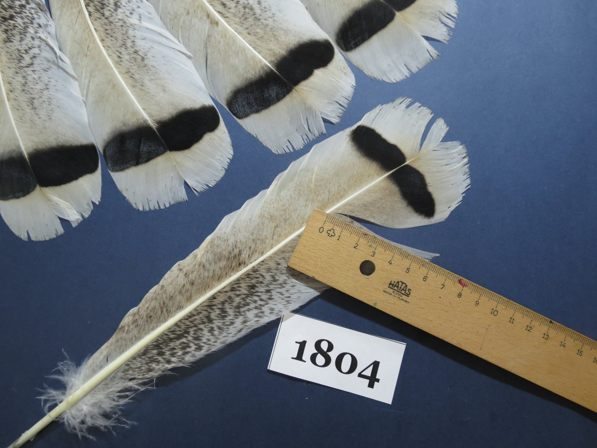 14 Pcs Natural Turkey Tail Feathers, Fly Tying Materials,Long Feathers. (1804)