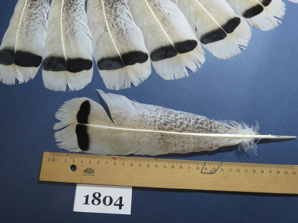 14 Pcs Natural Turkey Tail Feathers, Fly Tying Materials,Long Feathers. (1804)