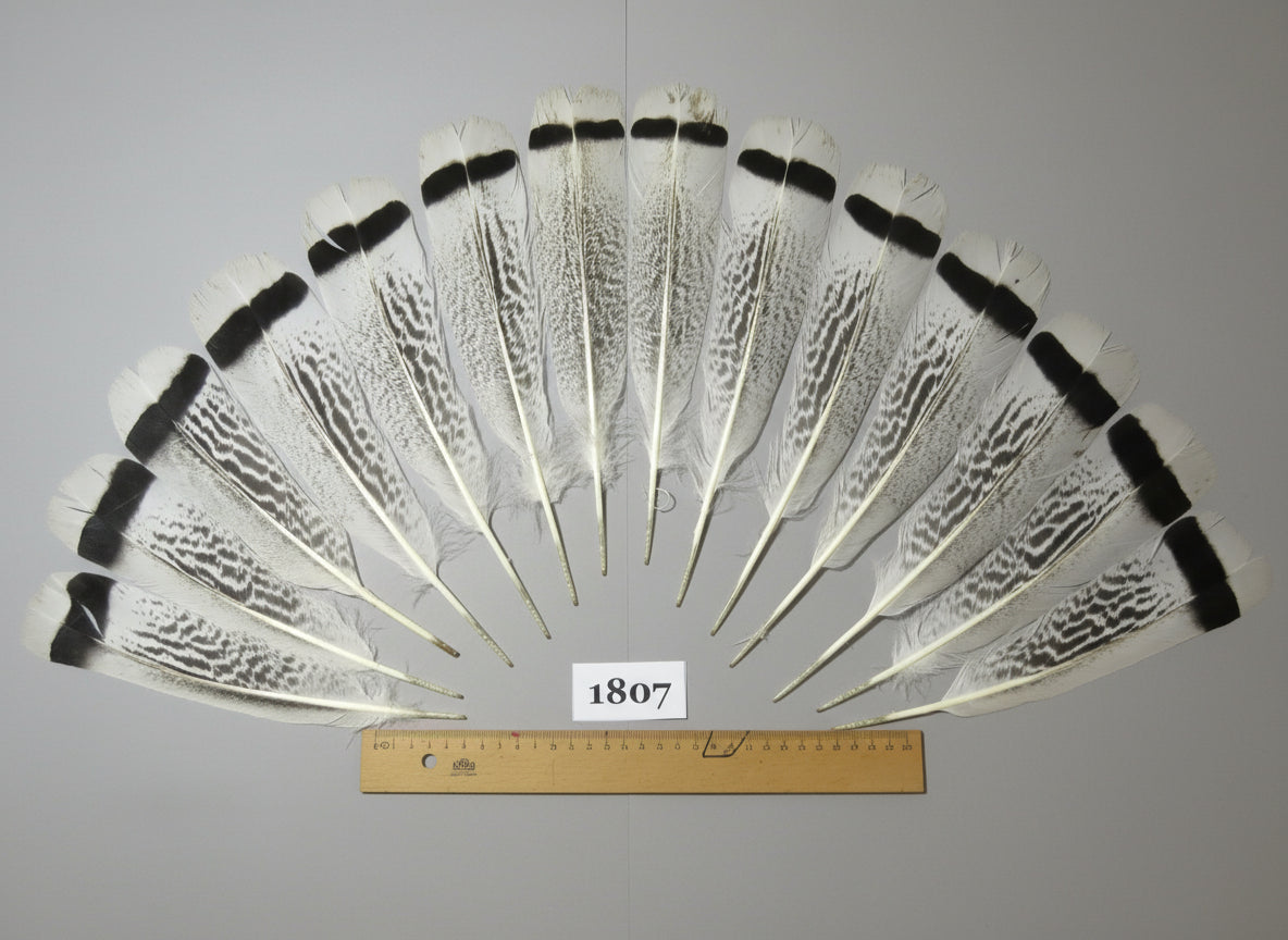 14 Pcs Natural Turkey Tail Feathers, Fly Tying Materials,Long Feathers. (1807)