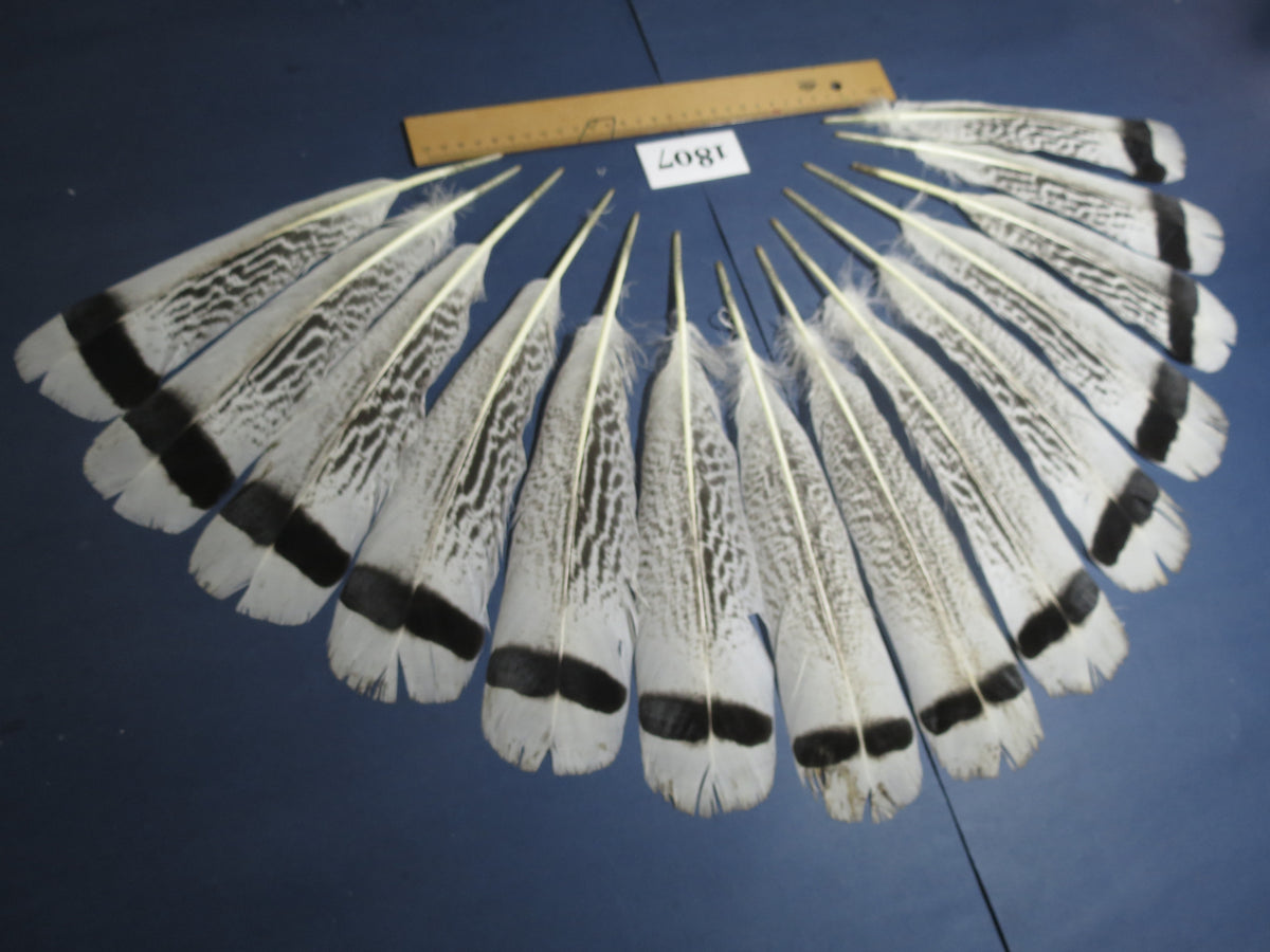14 Pcs Natural Turkey Tail Feathers, Fly Tying Materials,Long Feathers. (1807)
