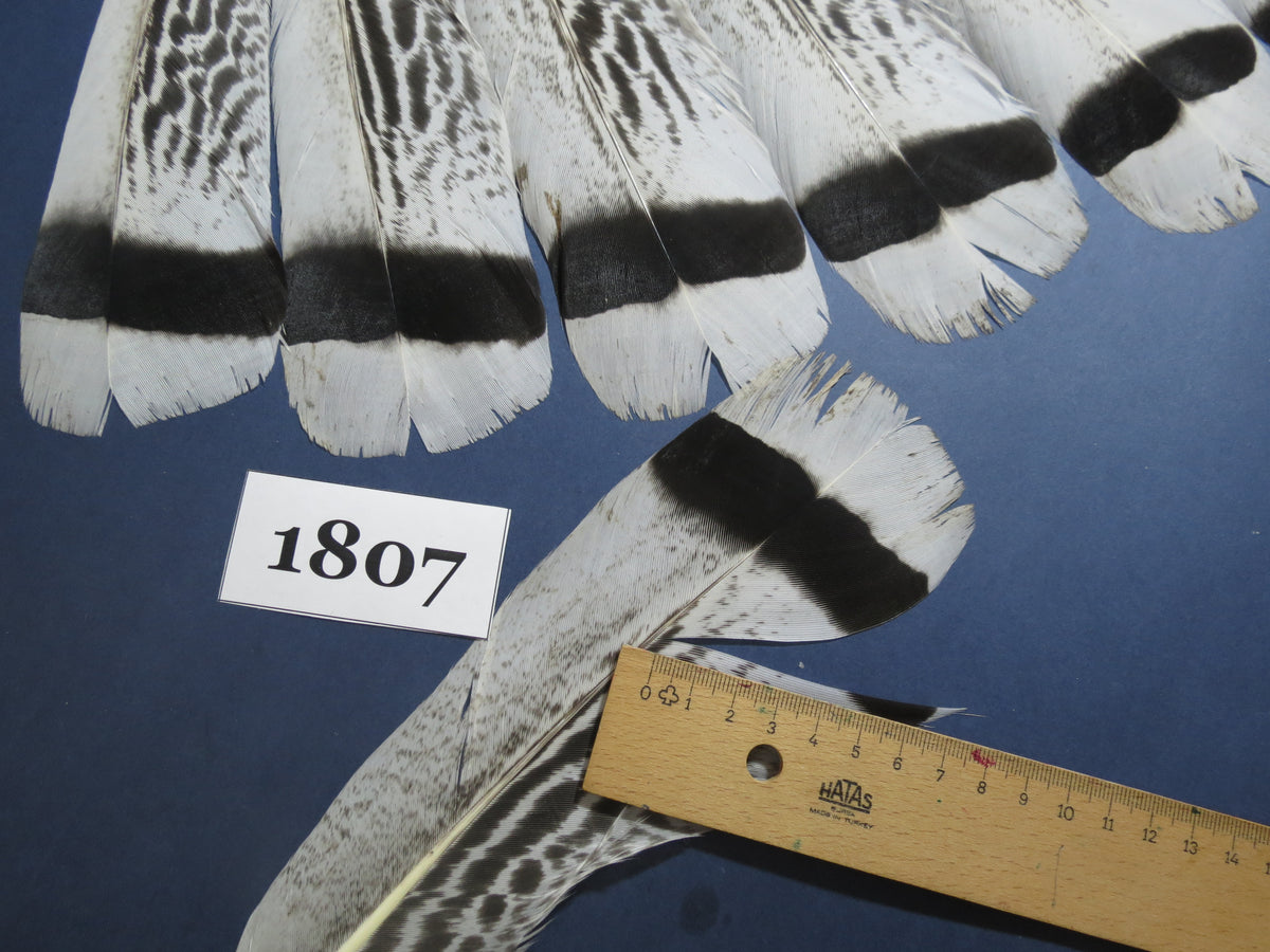 14 Pcs Natural Turkey Tail Feathers, Fly Tying Materials,Long Feathers. (1807)