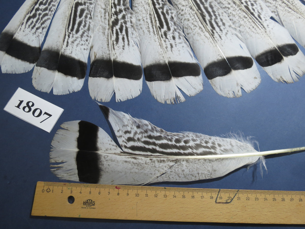 14 Pcs Natural Turkey Tail Feathers, Fly Tying Materials,Long Feathers. (1807)