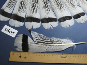 14 Pcs Natural Turkey Tail Feathers, Fly Tying Materials,Long Feathers. (1807)