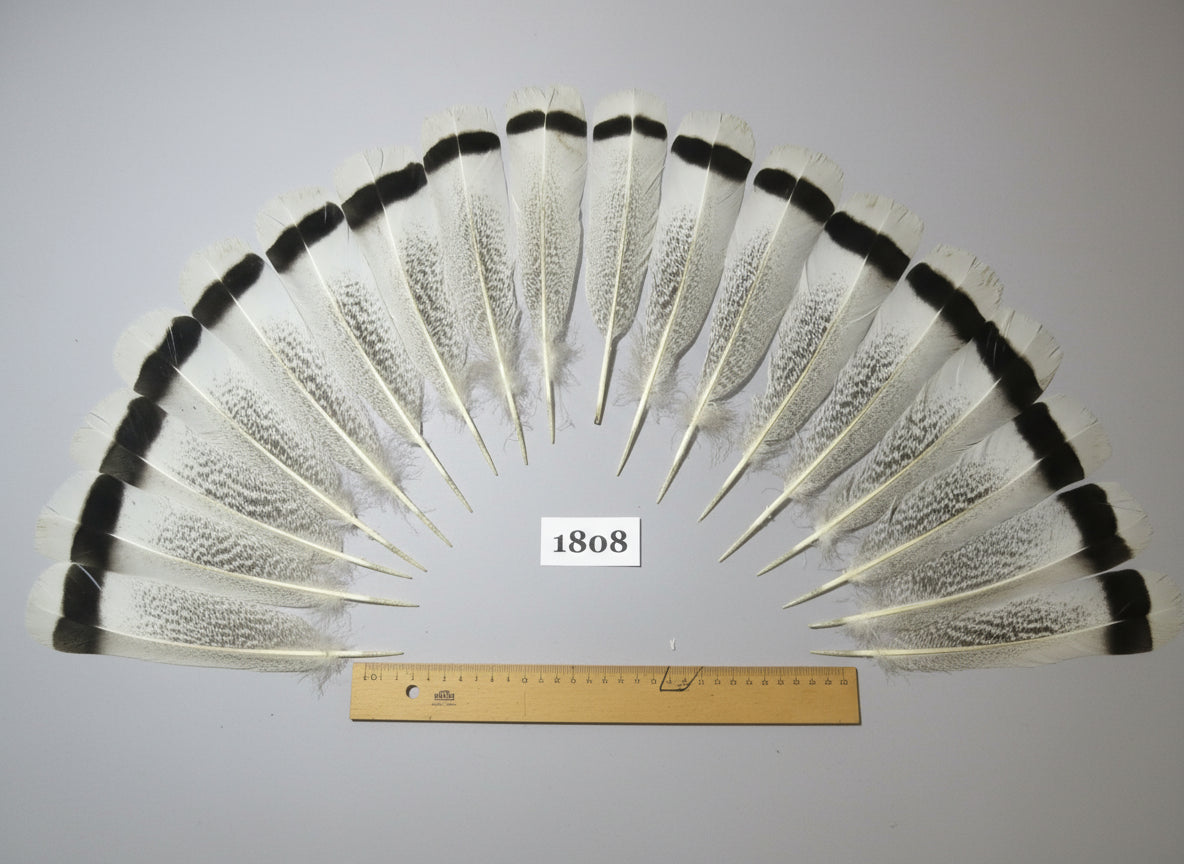 18 Pcs Natural Turkey Tail Feathers, Fly Tying Materials,Long Feathers. (1808)