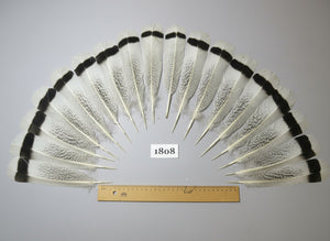 18 Pcs Natural Turkey Tail Feathers, Fly Tying Materials,Long Feathers. (1808)