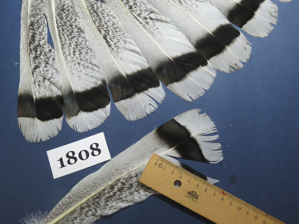 18 Pcs Natural Turkey Tail Feathers, Fly Tying Materials,Long Feathers. (1808)