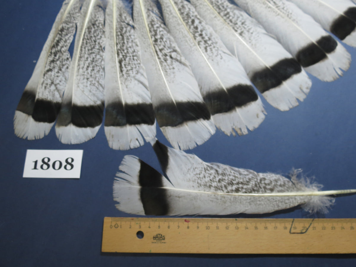 18 Pcs Natural Turkey Tail Feathers, Fly Tying Materials,Long Feathers. (1808)