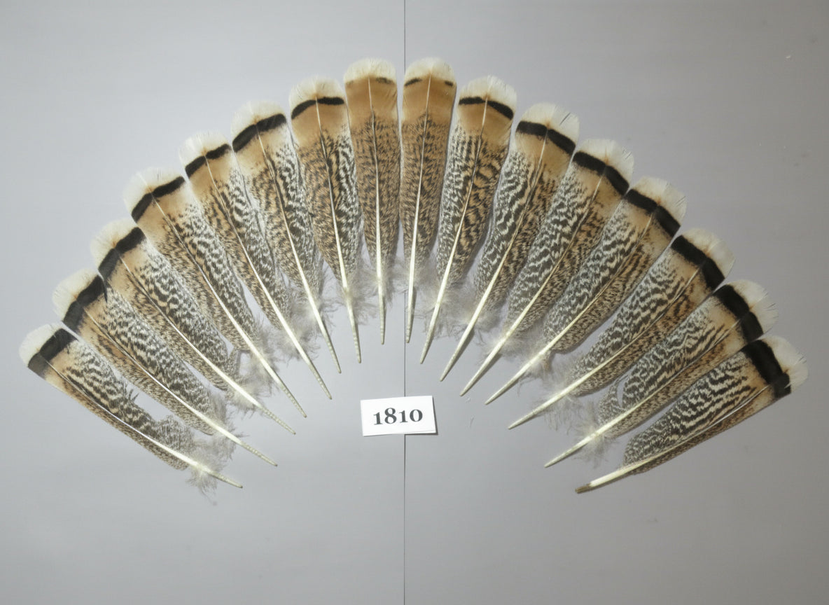16 Pcs Tiger Turkey Tail Feathers, Fly Tying Materials,Long Feathers. (1810)
