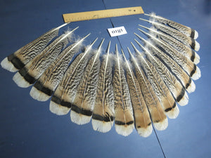 16 Pcs Tiger Turkey Tail Feathers, Fly Tying Materials,Long Feathers. (1810)