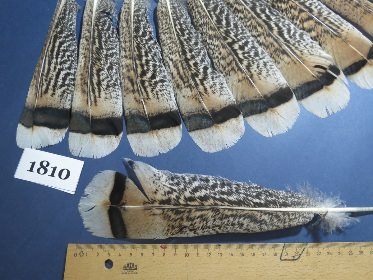 16 Pcs Tiger Turkey Tail Feathers, Fly Tying Materials,Long Feathers. (1810)