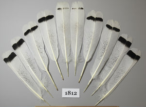 10 Pcs Natural Turkey Tail Feathers, Fly Tying Materials,Long Feathers. (1812)