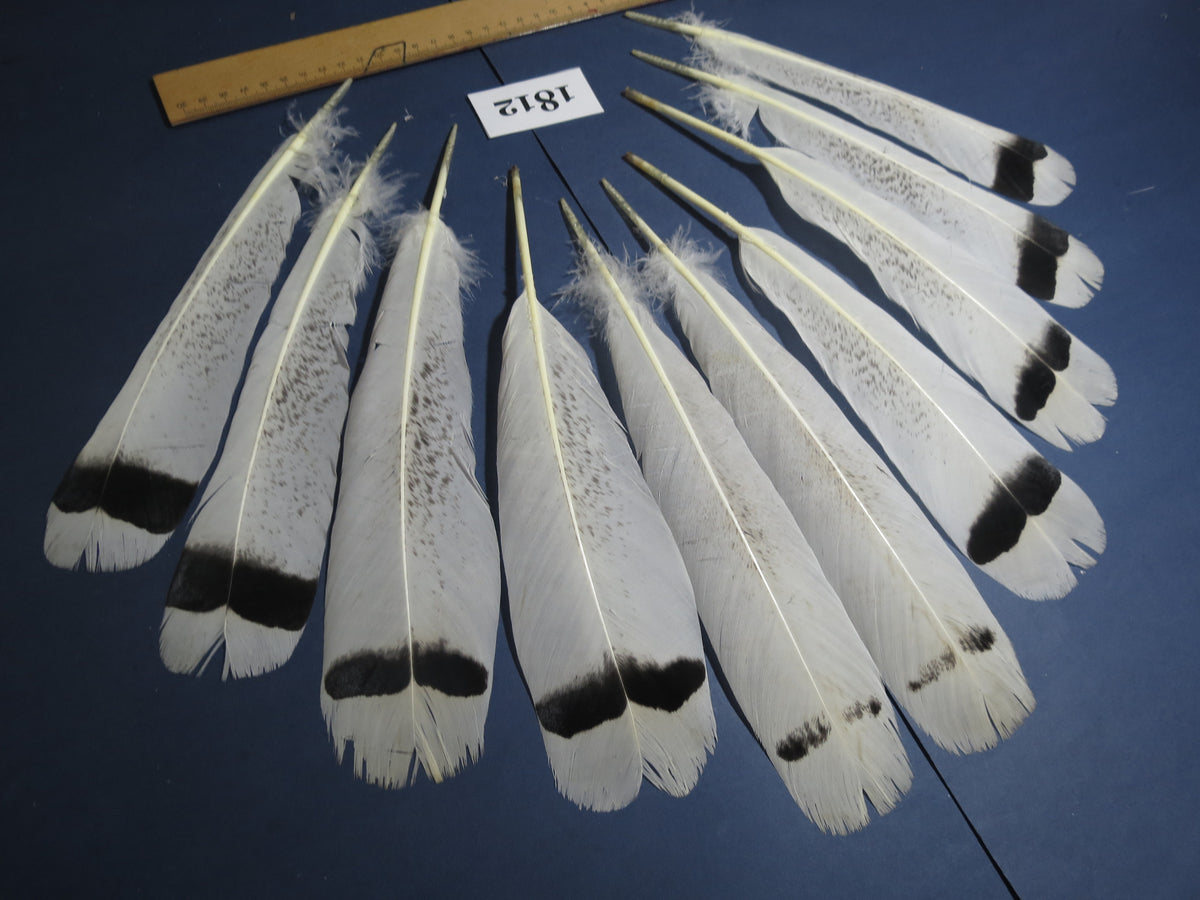 10 Pcs Natural Turkey Tail Feathers, Fly Tying Materials,Long Feathers. (1812)