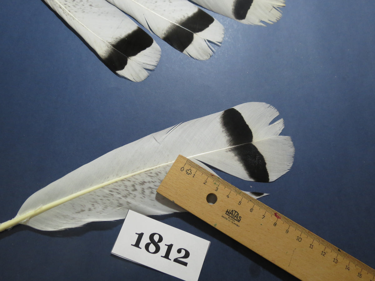 10 Pcs Natural Turkey Tail Feathers, Fly Tying Materials,Long Feathers. (1812)