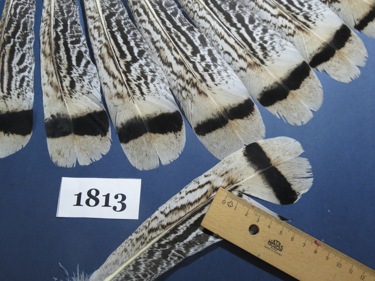 18 Pcs Tiger Turkey Tail Feathers, Fly Tying Materials,Long Feathers. (1813)