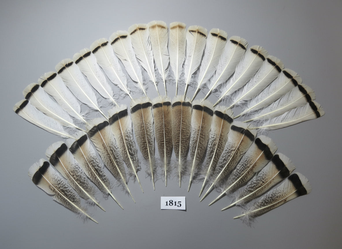 32 Pcs Natural Turkey Tail Feathers, Fly Tying Materials,Long Feathers. (1815)
