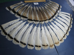 32 Pcs Natural Turkey Tail Feathers, Fly Tying Materials,Long Feathers. (1815)