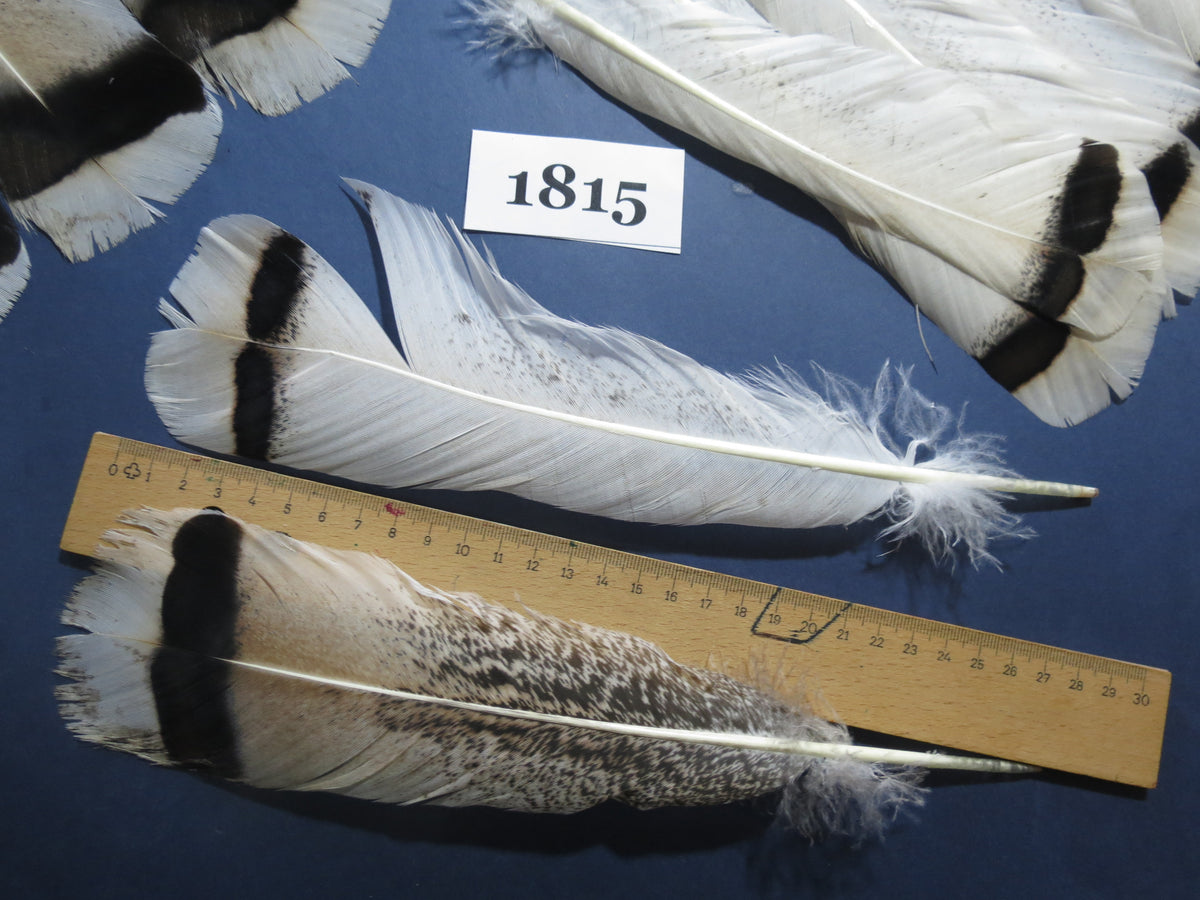 32 Pcs Natural Turkey Tail Feathers, Fly Tying Materials,Long Feathers. (1815)