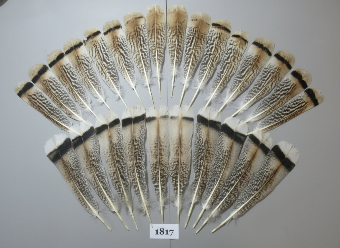 26 Pcs Amazing Turkey Tail Feathers, Fly Tying Materials,Long Feathers. (1817)