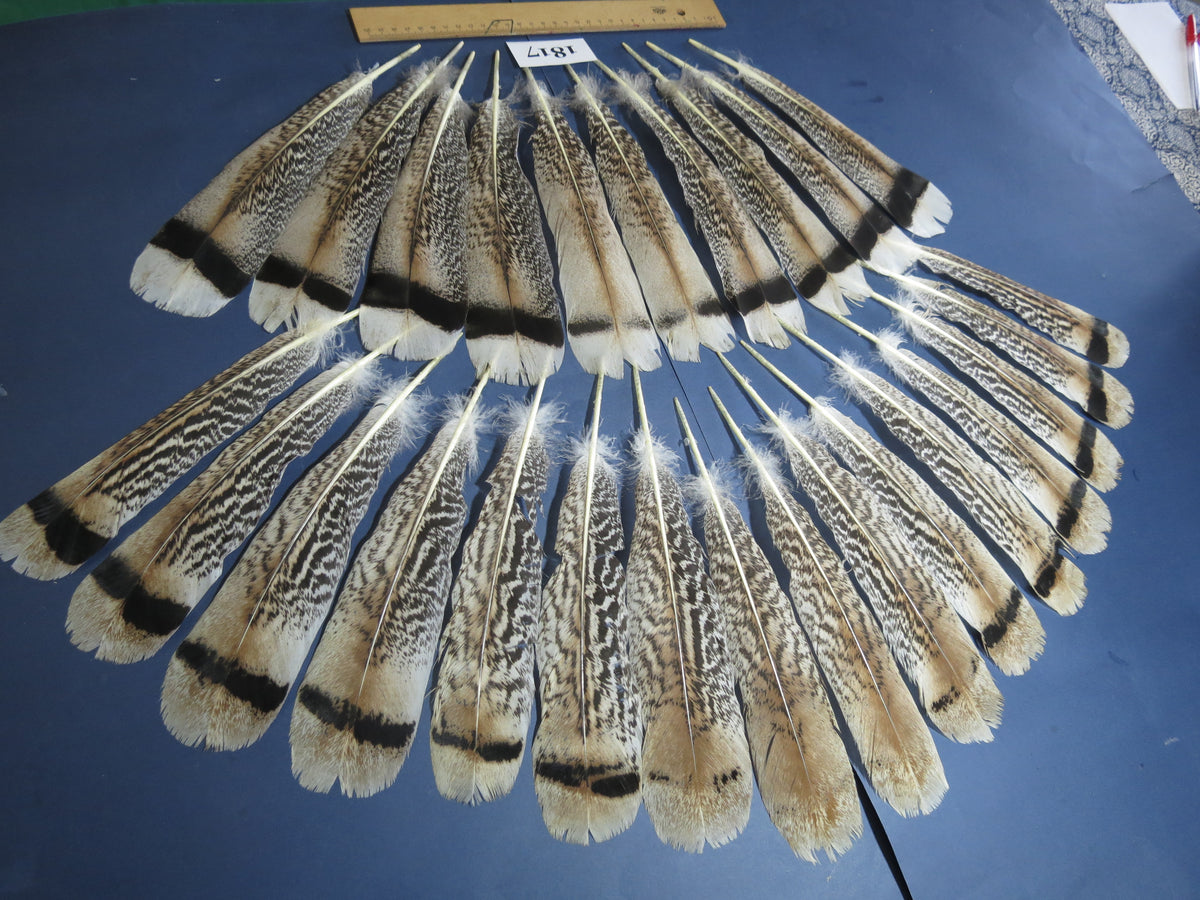 26 Pcs Amazing Turkey Tail Feathers, Fly Tying Materials,Long Feathers. (1817)