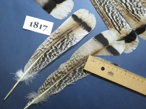 26 Pcs Amazing Turkey Tail Feathers, Fly Tying Materials,Long Feathers. (1817)