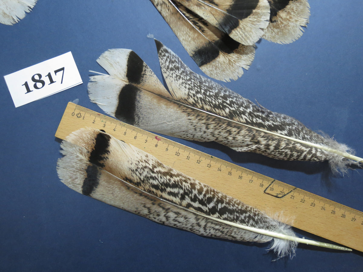 26 Pcs Amazing Turkey Tail Feathers, Fly Tying Materials,Long Feathers. (1817)