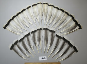 28 Pcs Amazing Turkey Tail Feathers, Fly Tying Materials,Long Feathers. (1818)