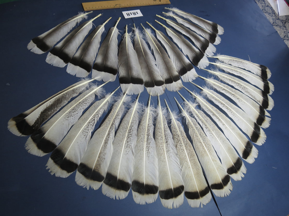 28 Pcs Amazing Turkey Tail Feathers, Fly Tying Materials,Long Feathers. (1818)