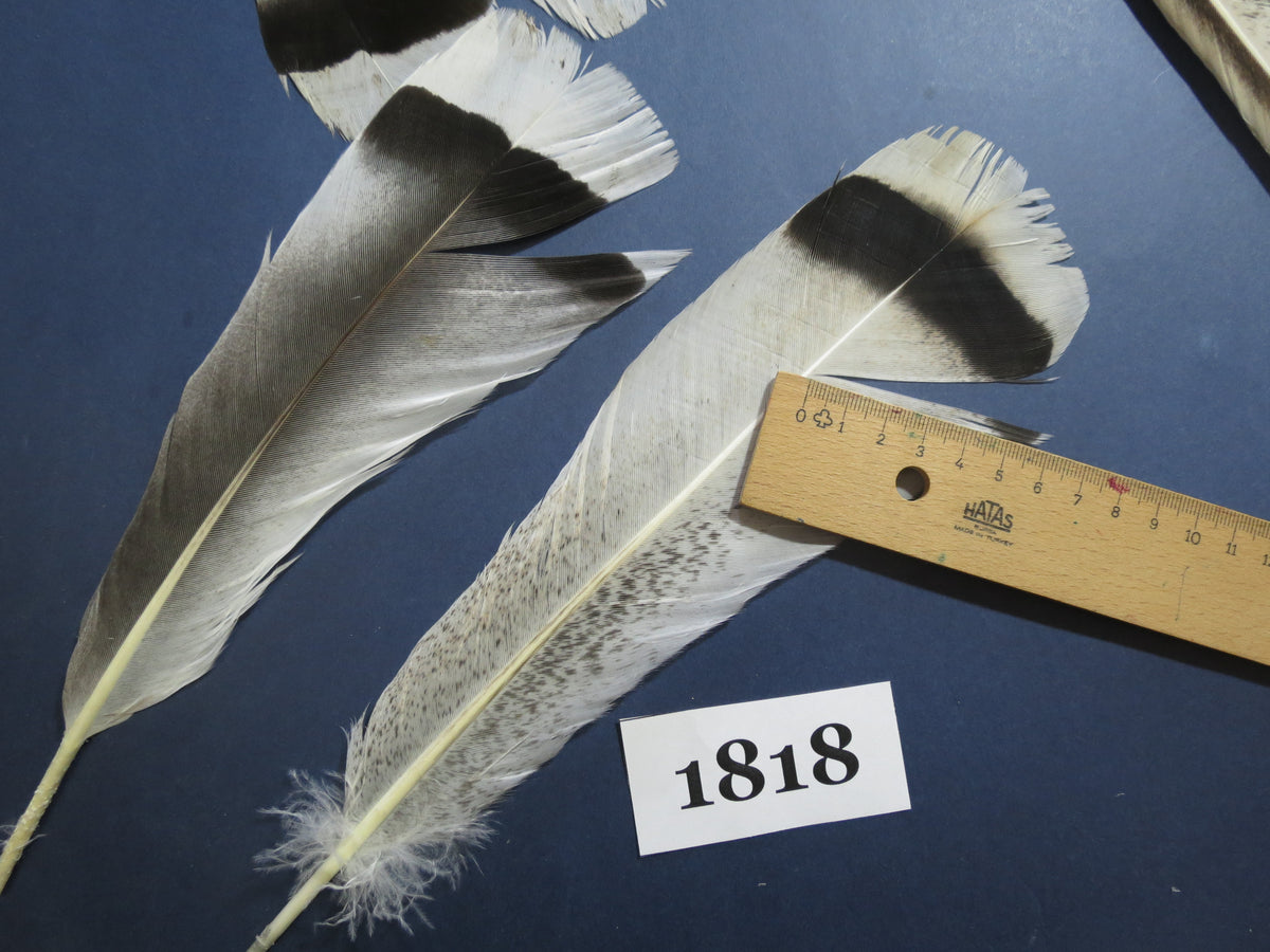 28 Pcs Amazing Turkey Tail Feathers, Fly Tying Materials,Long Feathers. (1818)