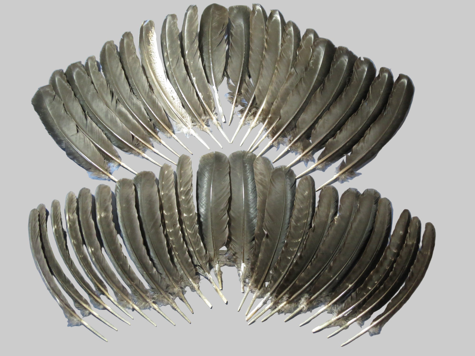 42 Pcs Natural Turkey Wing Feathers, Fly Tying Materials, Long Feathers. (1822)