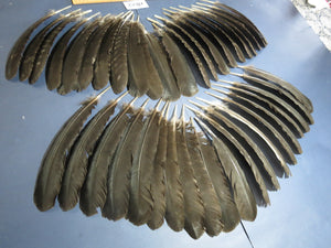 42 Pcs Natural Turkey Wing Feathers, Fly Tying Materials, Long Feathers. (1822)