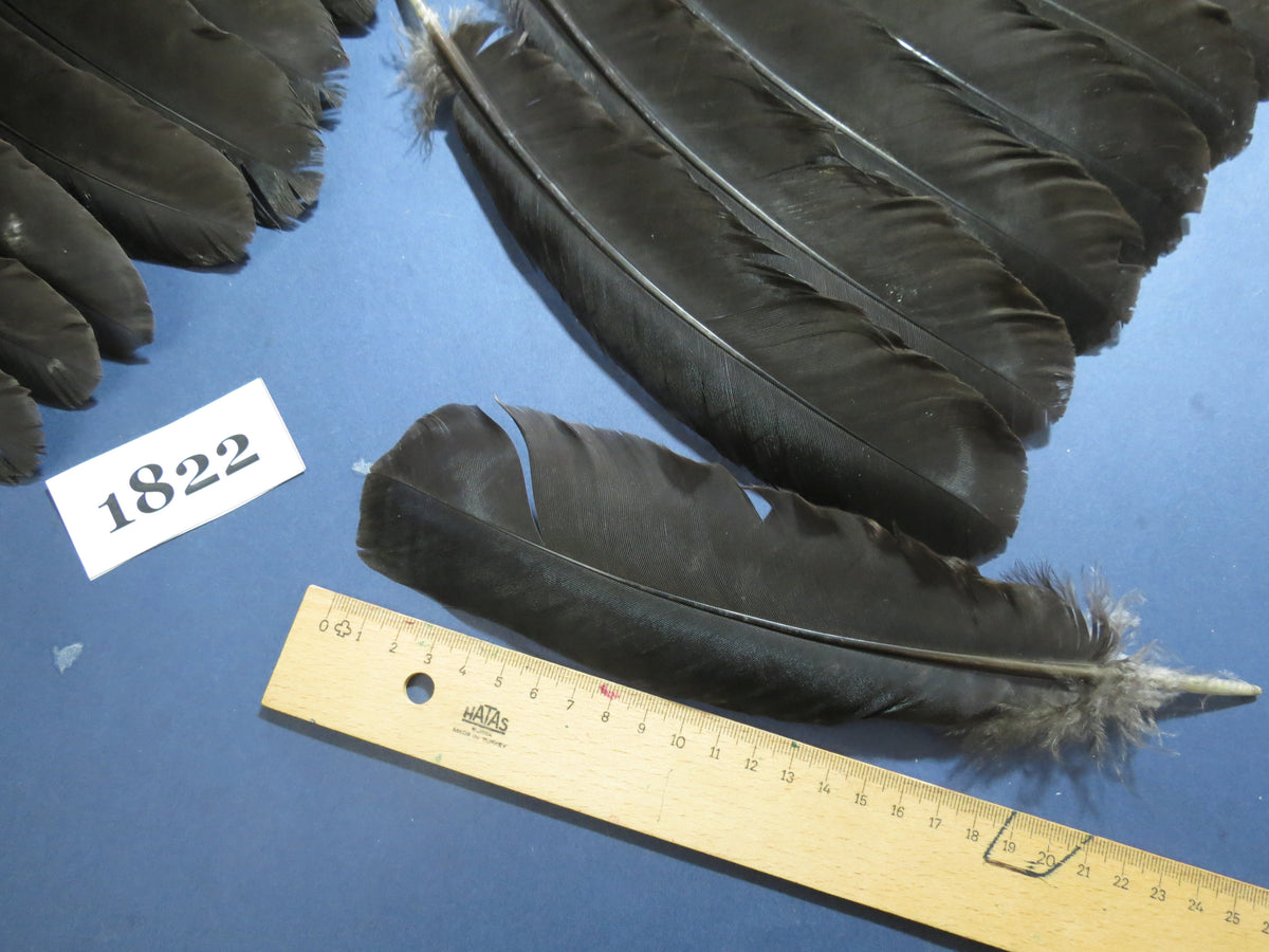 42 Pcs Natural Turkey Wing Feathers, Fly Tying Materials, Long Feathers. (1822)