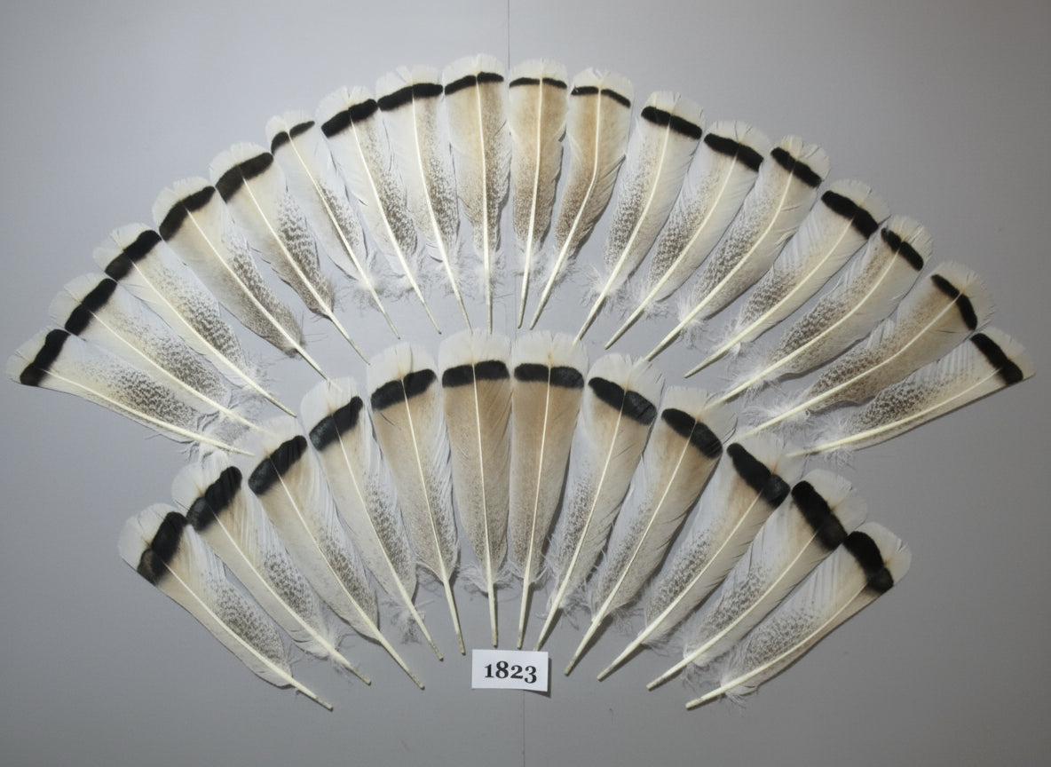 30 Pcs Amazing Turkey Tail Feathers, Fly Tying Materials,Long Feathers. (1823)
