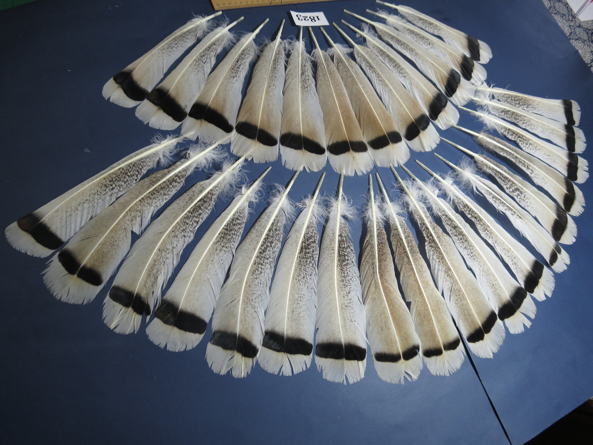 30 Pcs Amazing Turkey Tail Feathers, Fly Tying Materials,Long Feathers. (1823)