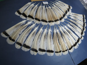 30 Pcs Amazing Turkey Tail Feathers, Fly Tying Materials,Long Feathers. (1823)