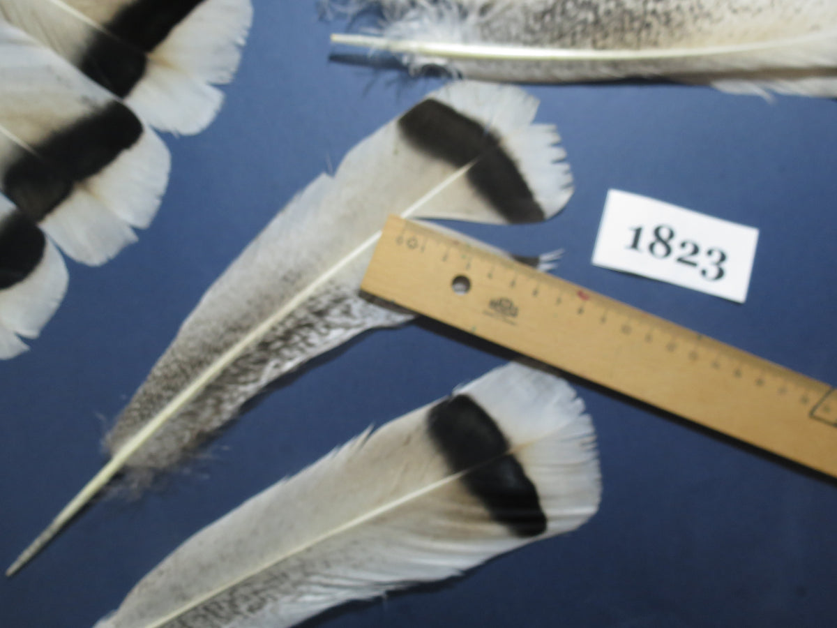 30 Pcs Amazing Turkey Tail Feathers, Fly Tying Materials,Long Feathers. (1823)