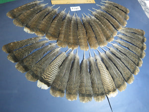34 Pcs Brown Turkey Tail Feathers, Fly Tying Materials,Long Feathers. (1824)