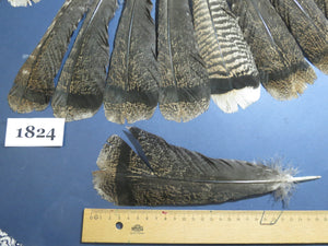 34 Pcs Brown Turkey Tail Feathers, Fly Tying Materials,Long Feathers. (1824)