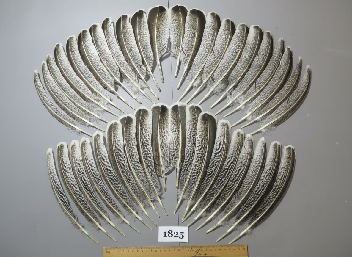 40 Pcs Natural Turkey Wing Feathers, Fly Tying Materials, Long Feathers. (1825)