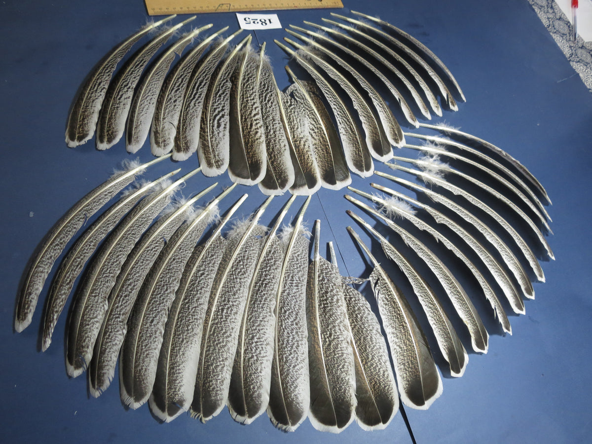 40 Pcs Natural Turkey Wing Feathers, Fly Tying Materials, Long Feathers. (1825)