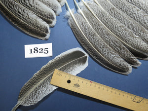 40 Pcs Natural Turkey Wing Feathers, Fly Tying Materials, Long Feathers. (1825)