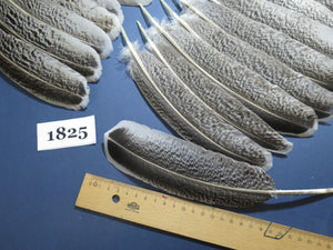 40 Pcs Natural Turkey Wing Feathers, Fly Tying Materials, Long Feathers. (1825)