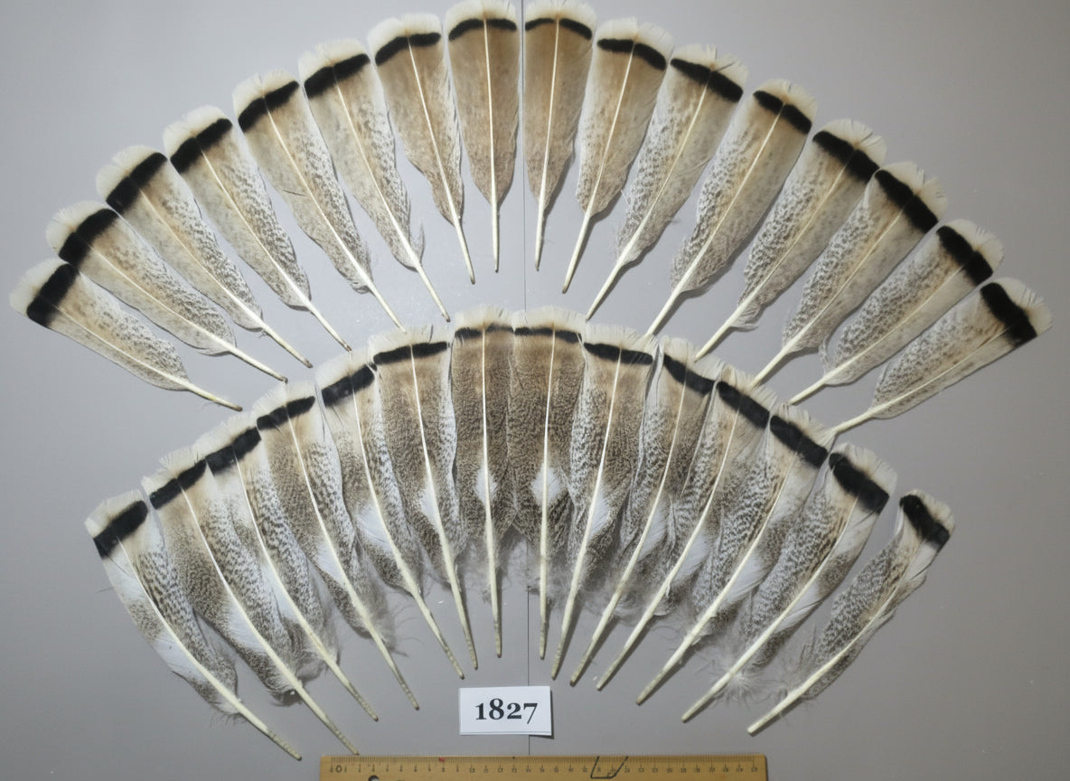 30 Pcs Natural Turkey Tail Feathers, Fly Tying Materials,Long Feathers. (1827)