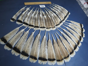 30 Pcs Natural Turkey Tail Feathers, Fly Tying Materials,Long Feathers. (1827)